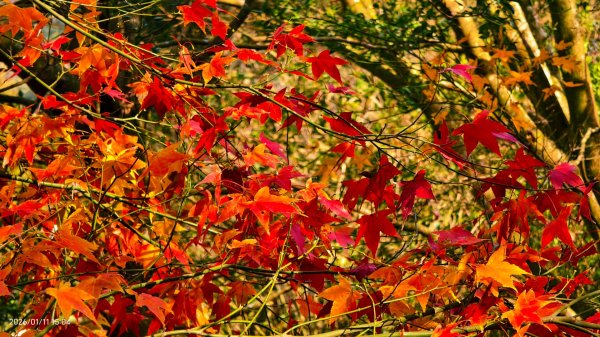 #花卉試驗中心 #永公路500巷 #平菁街42巷 #原住民公園 #士林官邸 1/42980385