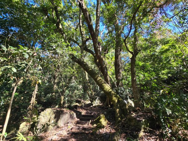 雪山坑登山步道~巨人之手2948726