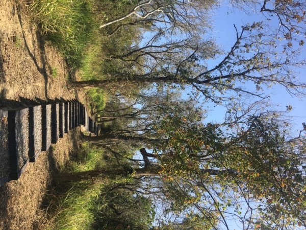 關廟森林公園、天空步道2423610