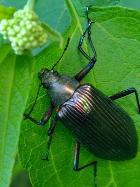 關頭山 舊武界越山 巴蘭山2892121