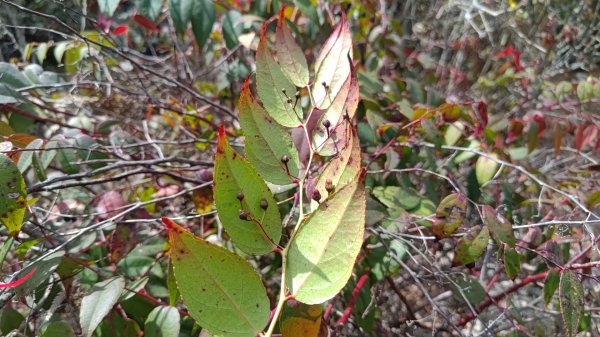 嘉義縣最遙遠的南霞山2698983