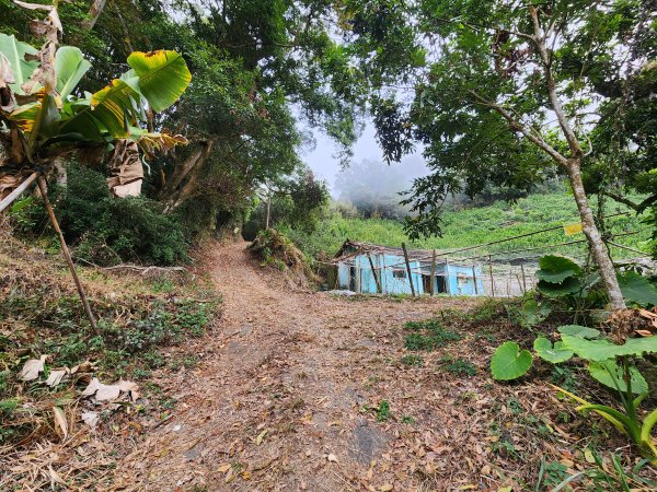 20260201雞冠山與黃麻園山(苗栗縣大湖鄉)3004218