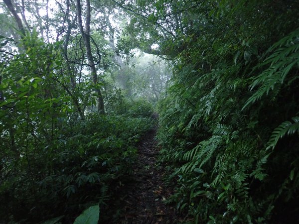 福山往返茶墾山，大台北郊山百岳之馬克完百623939