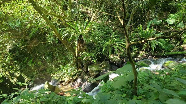 2025-0130溪和宮-大崎頭步道-鵝尾山-平溪步道-鵝尾山水田-42巷-溪山百年古圳-平菁步道2701960