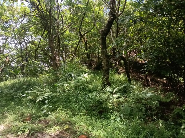 瑞芳區長青早起會觀景+碧峰岩步道2854010