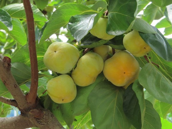 旱溪源頭自然生態區2878005