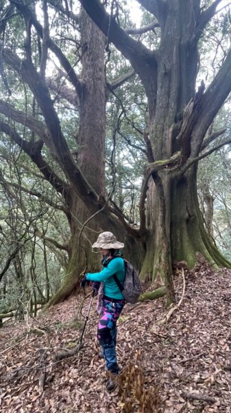 對關追龍貓🚌1970020