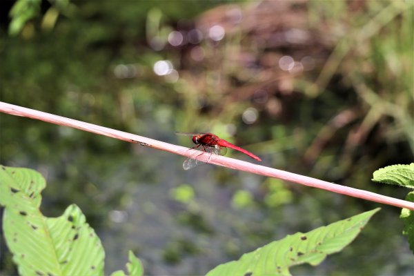 HK - 牛屎湖1046156