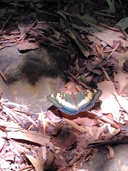 西阿里關山2823118