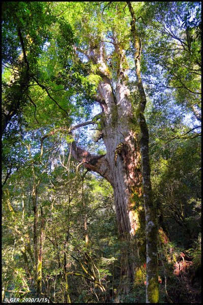 全台最大的紅檜森林 ~ 拉拉山巨木群885595