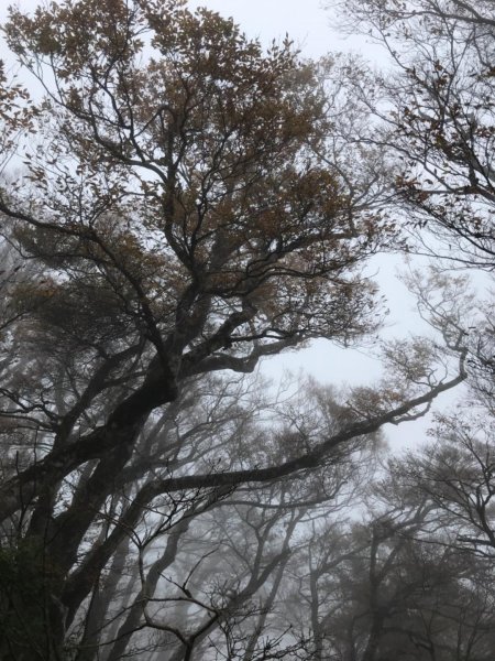 迷霧中的山毛櫸465342