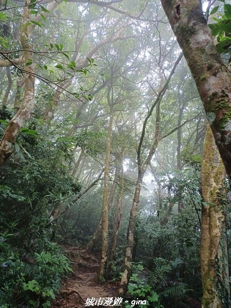 【屏東獅子】山海相望。 小百岳集起來。 編號80小百岳~里龍山自然步道1734730