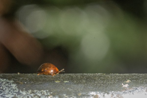 馬胎古道 （馬胎一期、南坪古道、內灣老街）3073773