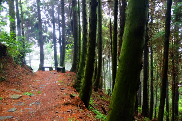 會呼吸的觀霧檜山巨木群步道977590