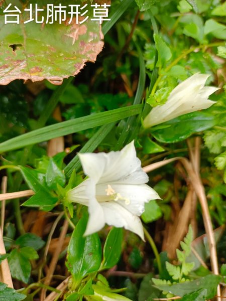 走遍陽明山2301757