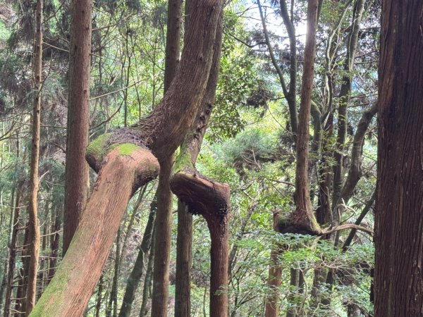 觀霧-檜山巨木群步道2925517