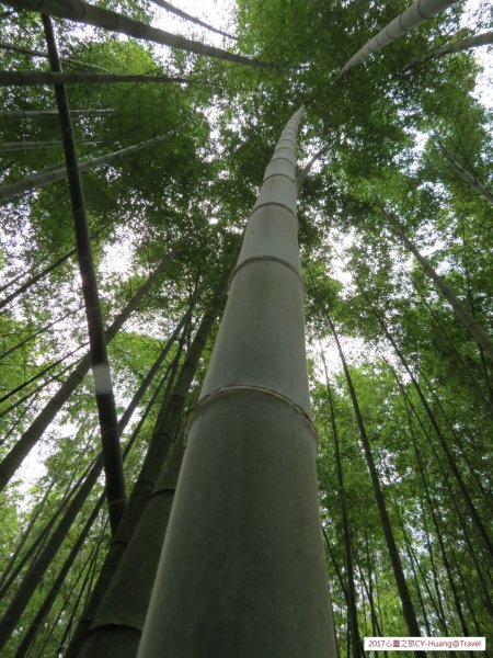 《南投》竹林銀杏｜鹿谷長源圳古道、大崙山銀杏森林、武岫201709212890491