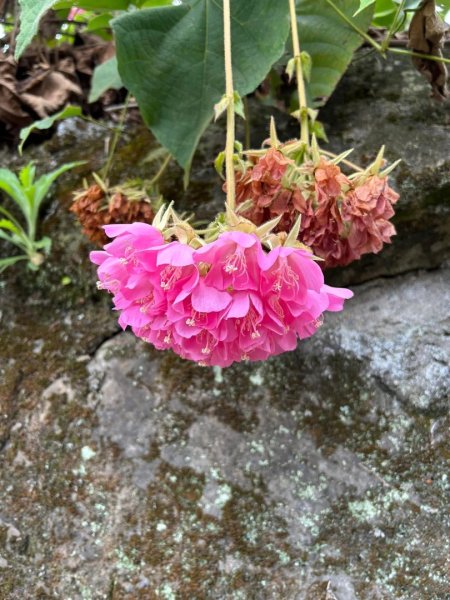 （雲林）草嶺蓬萊瀑布步道2721146