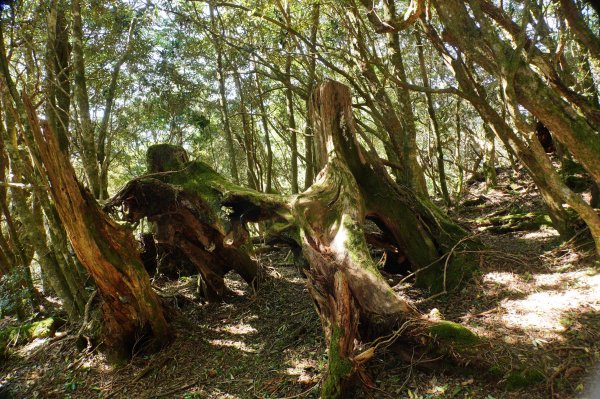 桃園 復興 把家灣山、低陸山2865354