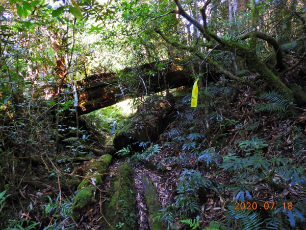 桃園 復興 把家灣山、低陸山1036244