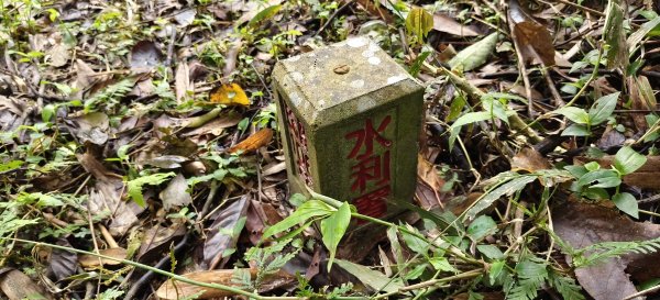 2025/03/16_蓬萊溪護魚步道+萊園坪山2737570