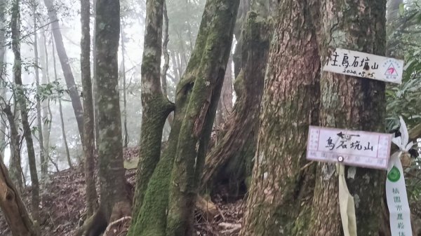 20251010 大雪山國家森林遊樂區 - 船型山林道 登 烏石坑山2911136