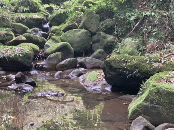 20230409 大溪打鐵寮白石山(公子登山隊)2145529