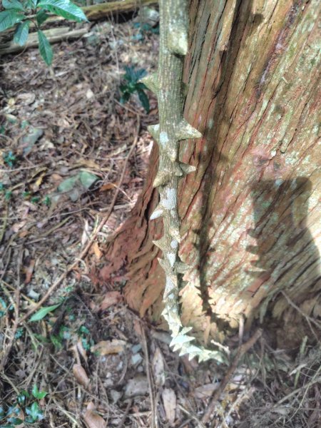 多納六秀 京大山2957602