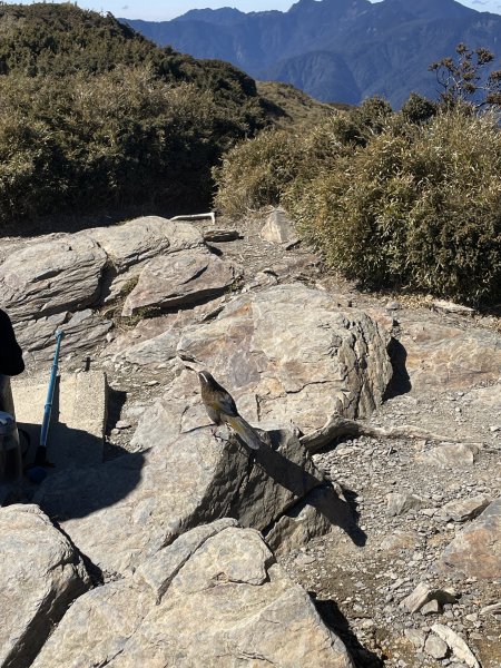 合歡北峰（3,422M）日出、銀河、大景、黃金合歡、夕陽2985313