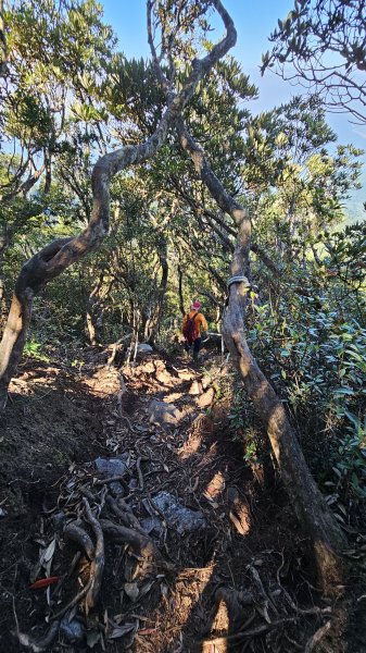 【細說大雪山木馬古道】橫嶺山、沙蓮山、笛吹山O繞2921108