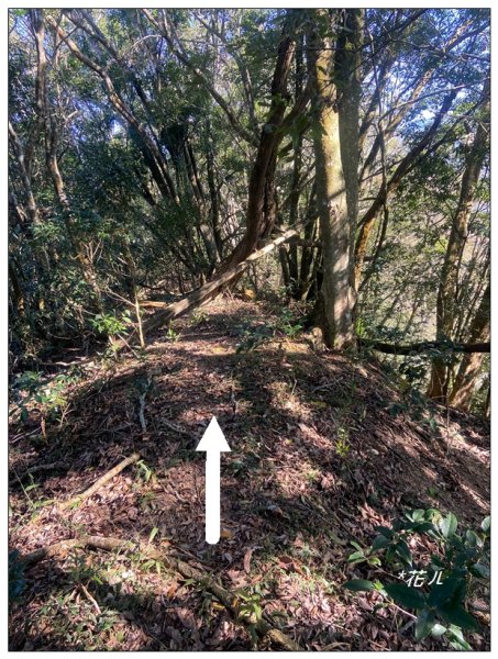 逐鹿古道、雨社山(南投、魚池)2667431
