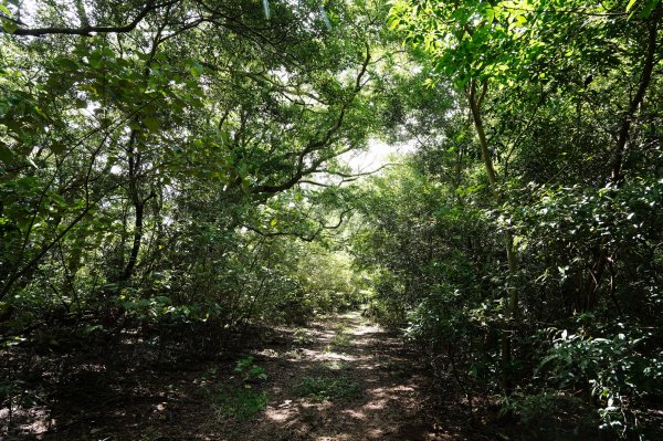 苗栗 三義 枕頭山、南片山2801757