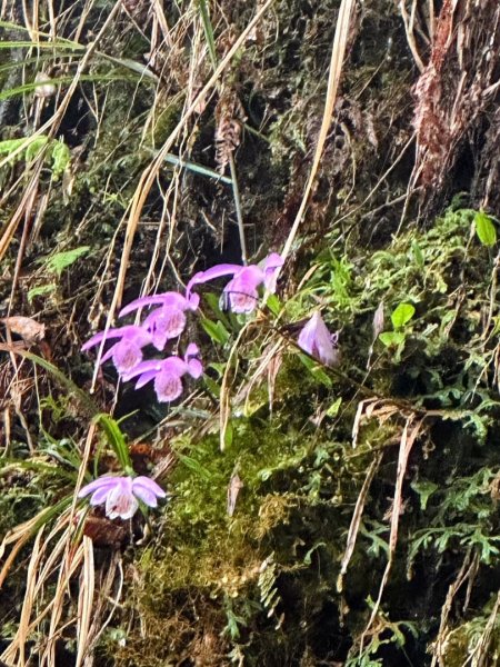 卡保石壁一葉蘭（耘夢谷上逐鹿山下O走）2809521