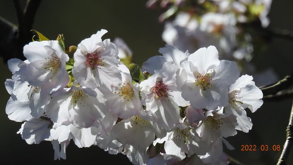 春暖花開，鳥語花香1633868