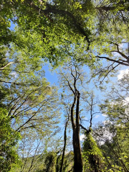 【新竹縣五峰鄉】檜山巨木森林步道2833702