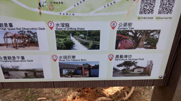 外埔水流東桐花步道819562