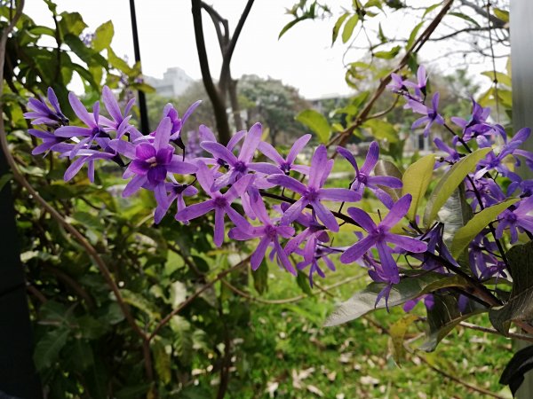 台中花博~豐原葫蘆墩園區550834