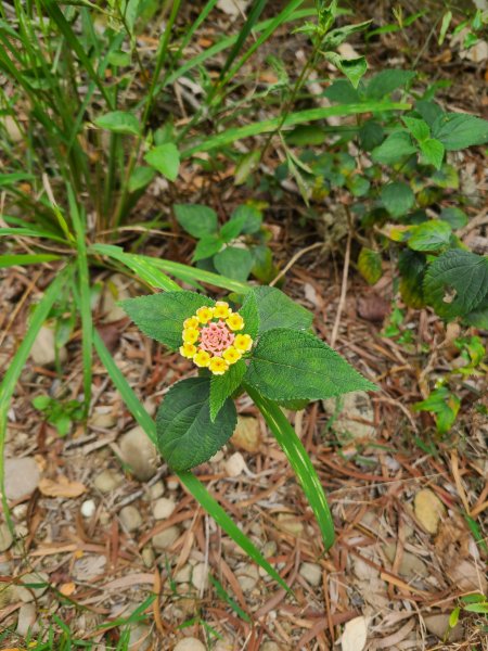 挑水古道+十八觀音步道+大峰巷步道+碧山古道O繞2766199