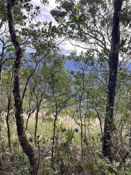 九芎根山-仁里板山2968843