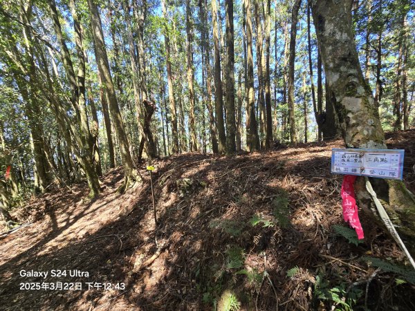 2025-03-22油羅山步道2743430