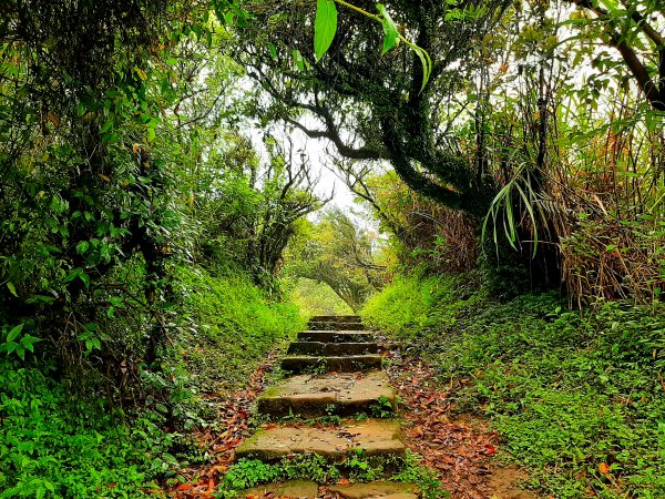 走遍陽明山：擎天崗系｜迷霧中的草原祕境、古道幽境2123779