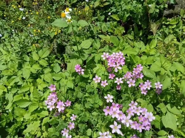 雙溪區不厭亭+牡丹山+樹梅坪+鷹石岩山神廟+不厭亭+奉憲示禁碑+三貂崙+不厭亭8字走2766267