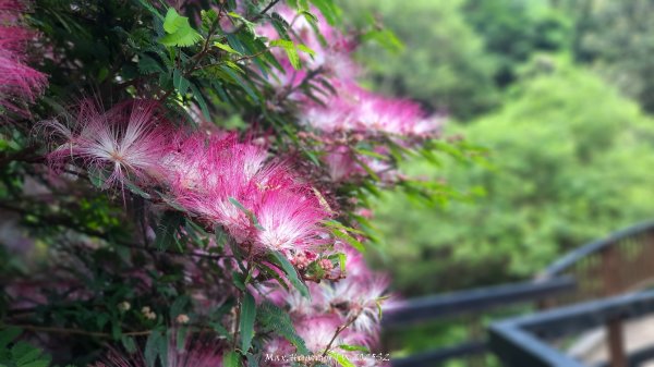 《台北》城市晨運｜虎山親山自然步道（松山慈惠堂）202505222795770