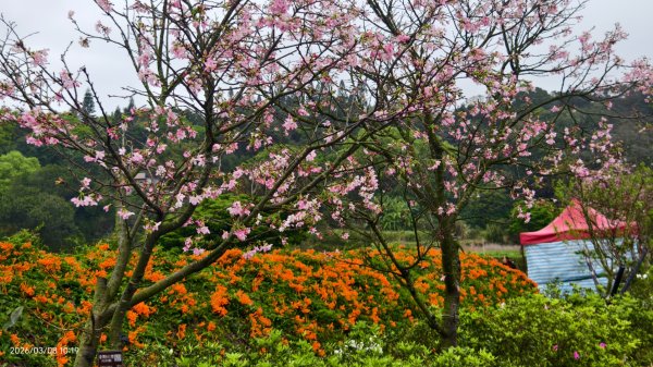 #中山樓 #陽明公園 #十八份 #吉野櫻 #墨染櫻（花葉同開） #山海觀馬場 #黃花風鈴木3011410