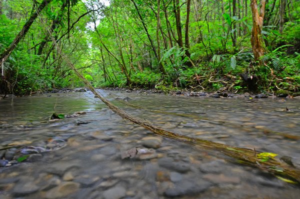 坪溪古道-走進綠色隧道的水地毯1050417