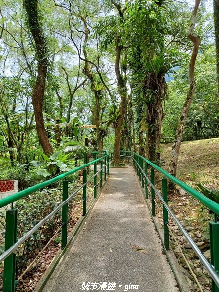 【花蓮壽豐】秀麗山景。 池南國家森林遊樂區森林浴步道2266011