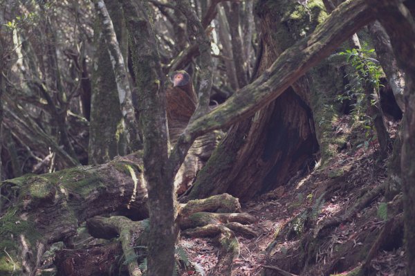 塔曼山 (Mt. Taman)。雲霧中的魔戒森林1331340