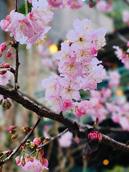 高島縱走202502152713812