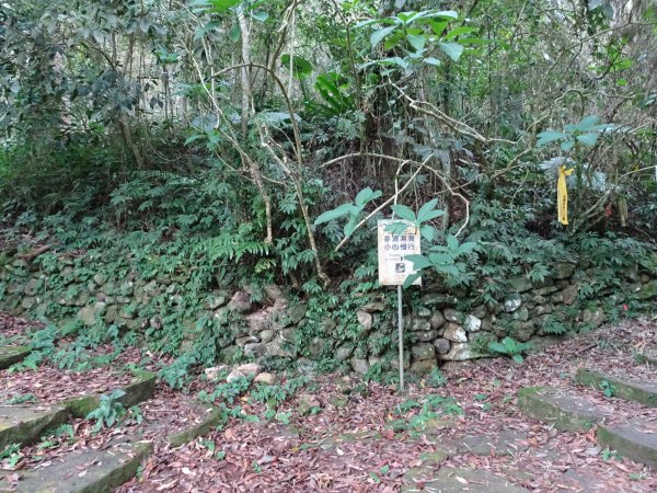 2022年02月13日(彰山協)南投日月潭四兄妹之中級山~大尖山縱走水社大山1613496