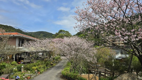 搭公車下車即抵達，台北市賞櫻最後一波，橘咖啡及內厝溪櫻木花廊的吉野櫻即將大爆發，要去要快，大崎頭步道2734720